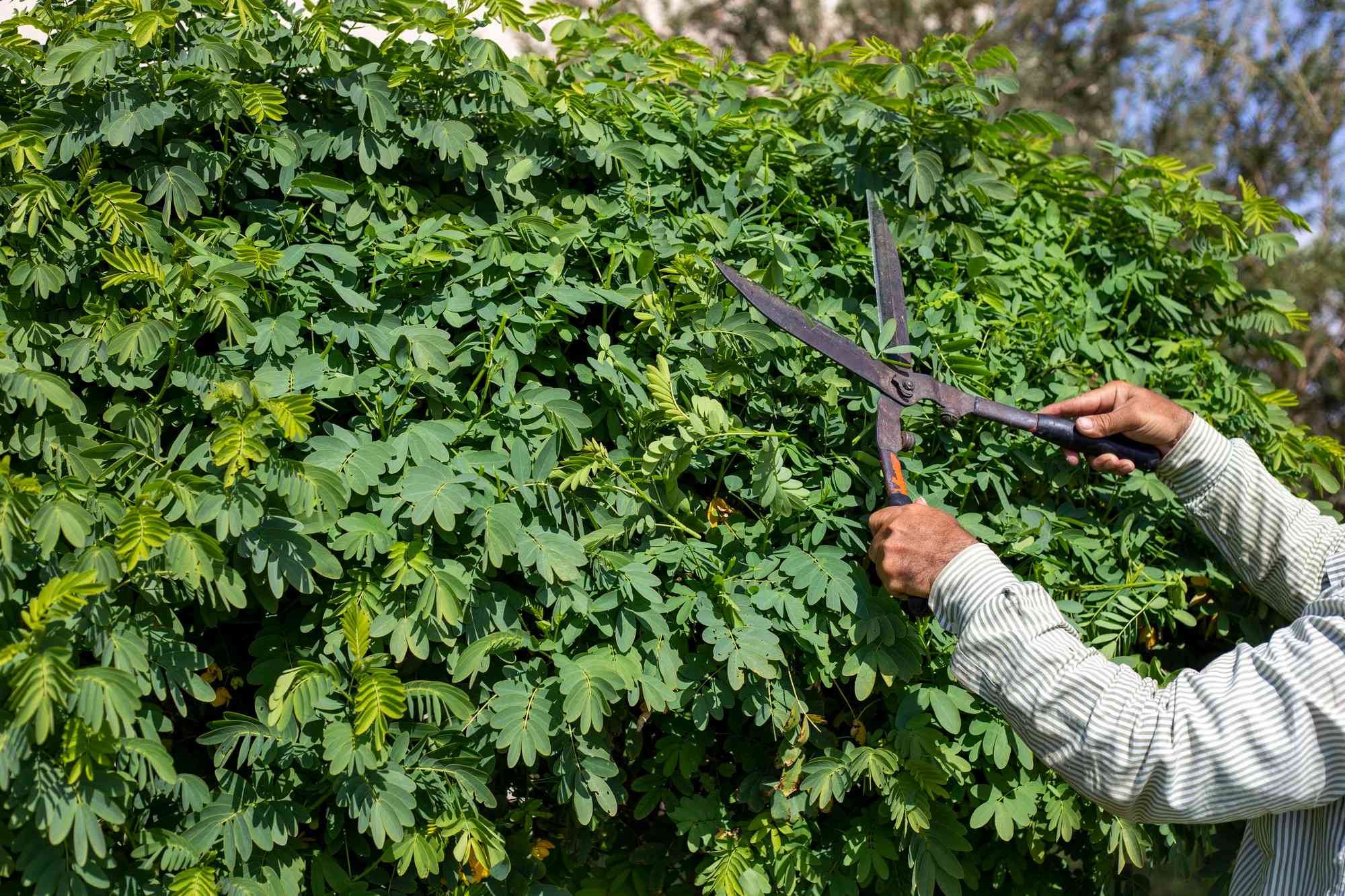 Garden Maintenance Services