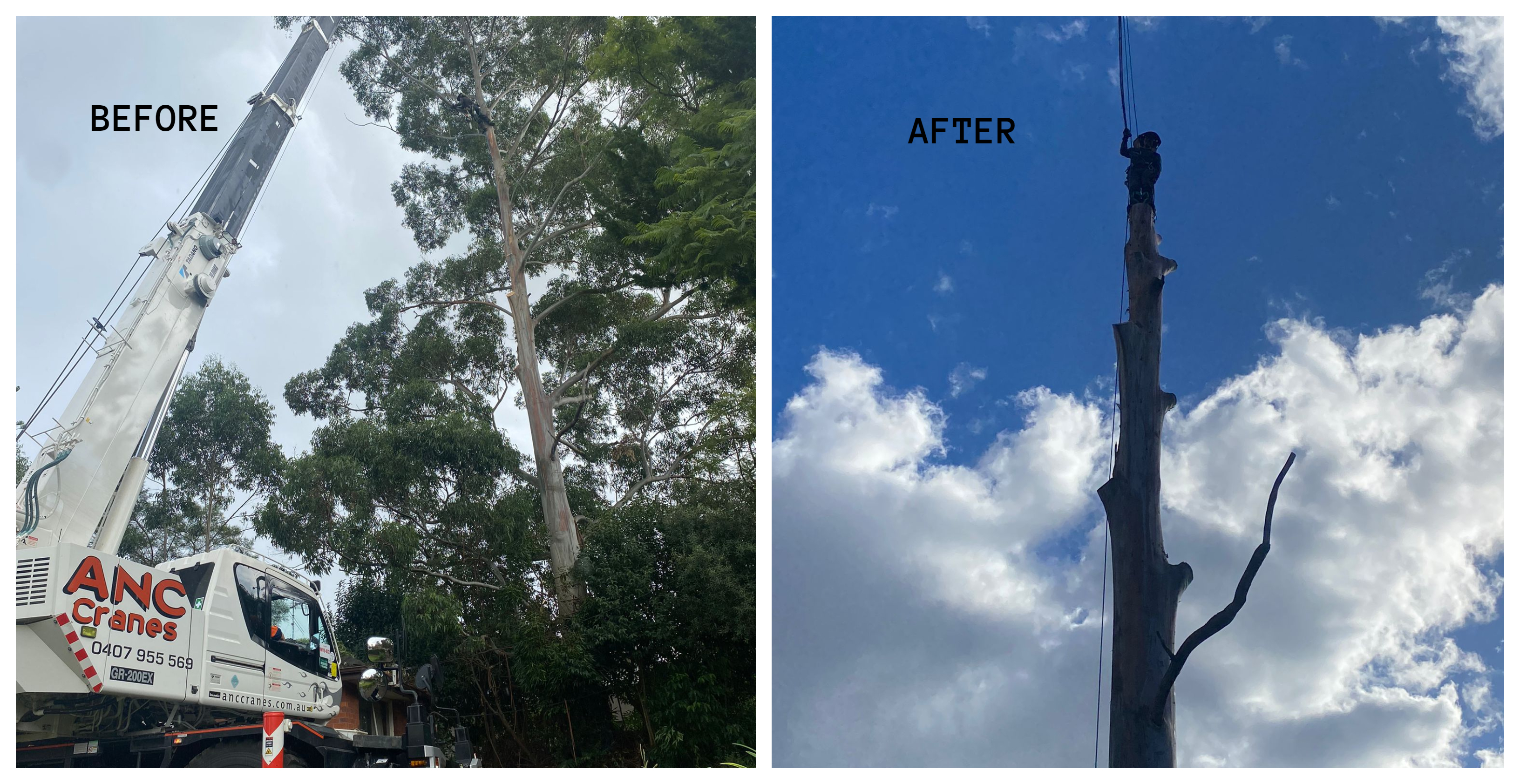 GCO Tree Removal